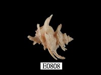 藏品(臺灣花仙螺)的圖片